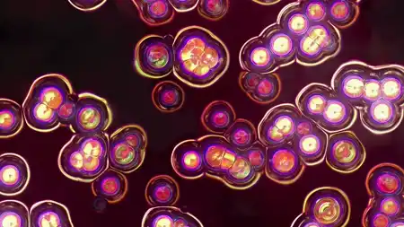Protoloop G 174 | Light, Organic, Dark, Orange, Strobe | video loop created by Protoloops | Protobacillus | Proto