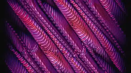 Protoloop G 188 | Pattern, Organic, Pink | video loop created by Protoloops | Protobacillus | Proto
