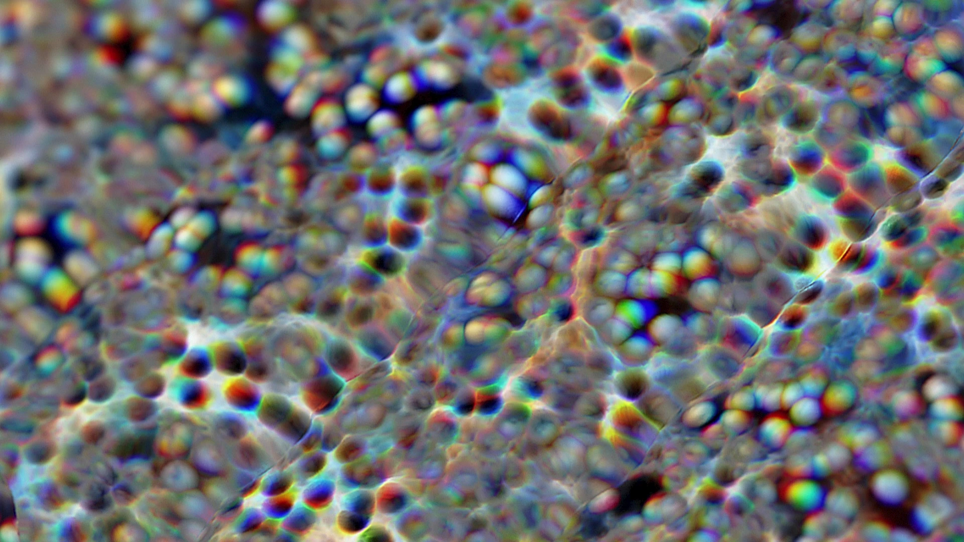 Protoloop L 325,Wave,Organic,RGB,video loop created by Protoloops | Protobacillus | Proto