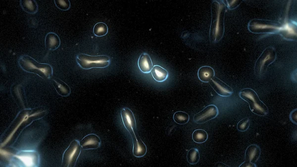 Protoloop_L_435_quality_sample Protoloop L 435,Organic,Dark,Blue,Light,video loop created by Protoloops | Protobacillus | Proto