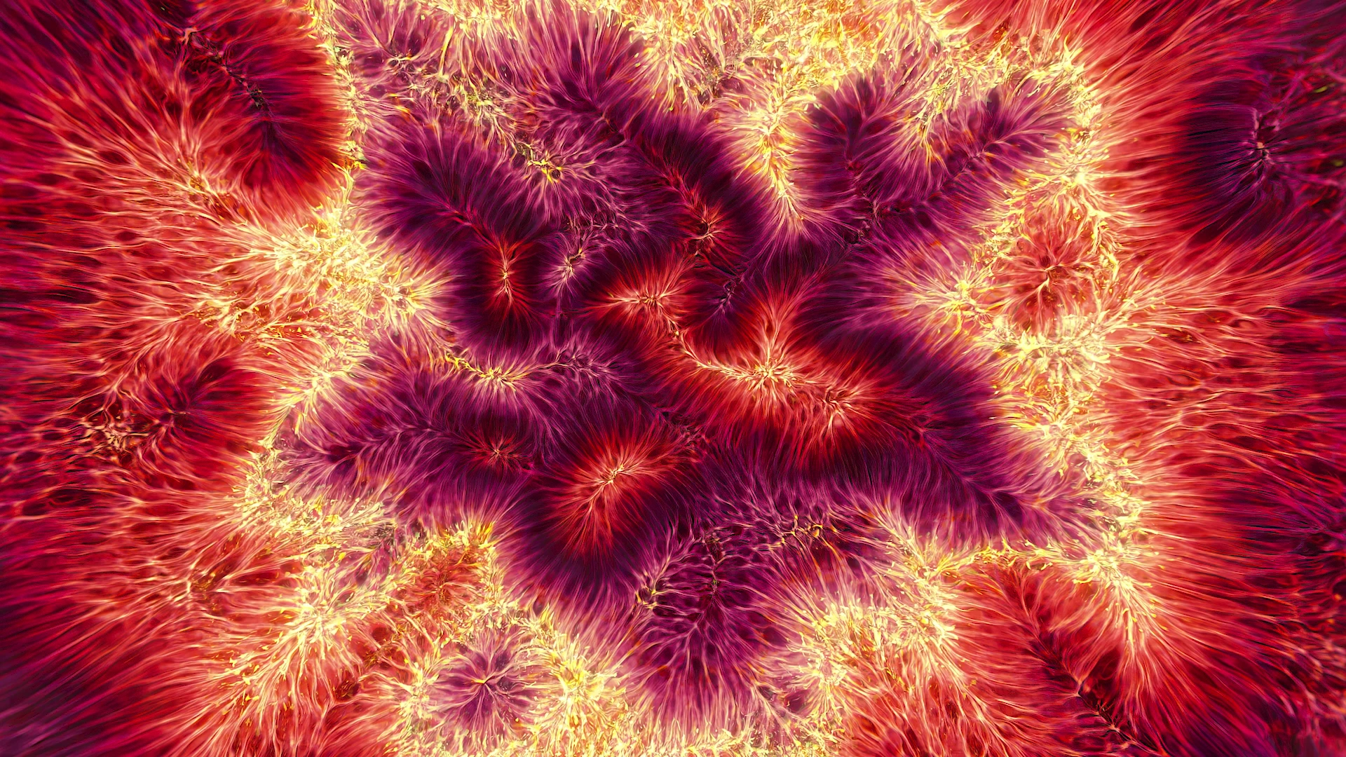 Protoloop L 448,Organic,Red,Yellow,video loop created by Protoloops | Protobacillus | Proto